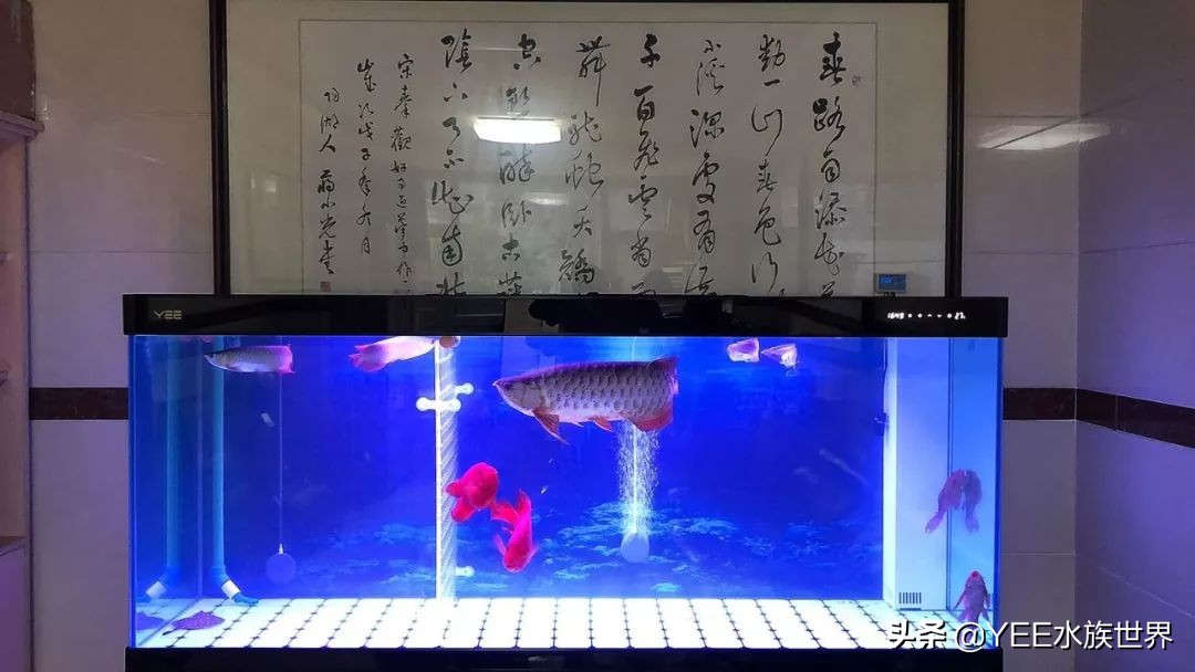 鱼缸胶水和耐候胶有什么区别,哪种鱼缸玻璃胶的粘性最强