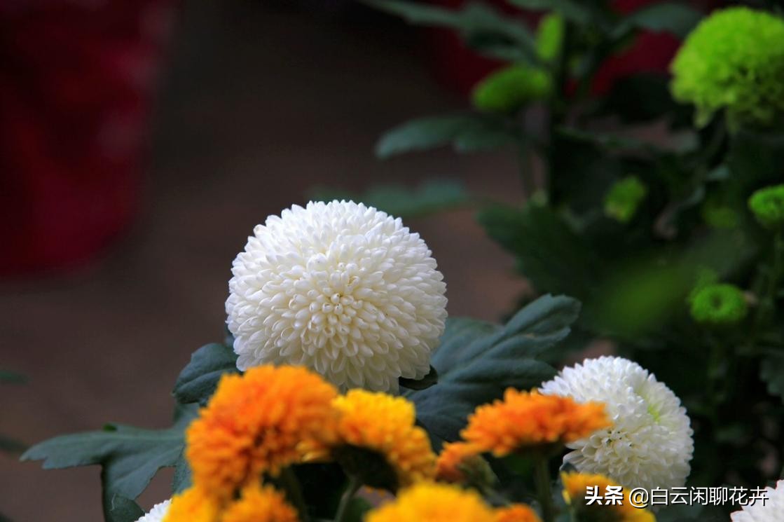 乒乓菊好美,乒乓菊需要阳光