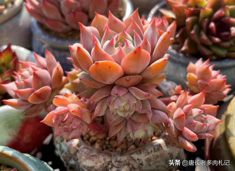 想要多肉多爆侧芽怎么办,想要多肉长得快怎么办