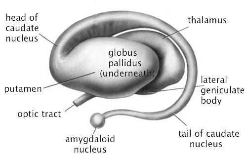 基底节ct解剖示意图,影像解剖图谱怎么用