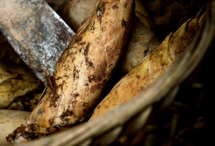 大叔挖冬笋全凭经验一挖一个准,挖冬笋新招式来了