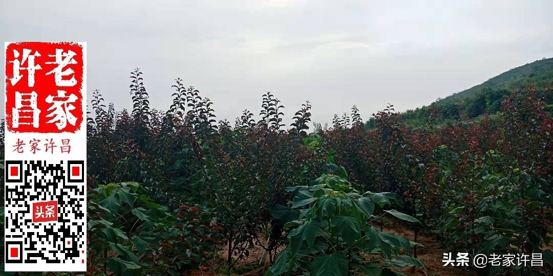 他深深爱着禹州这片土地，是命中注定的吧