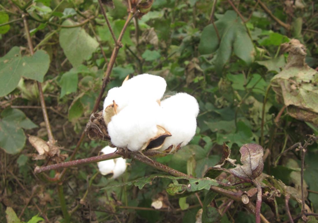 棉花高产栽培技术,棉花栽培需要打垄吗