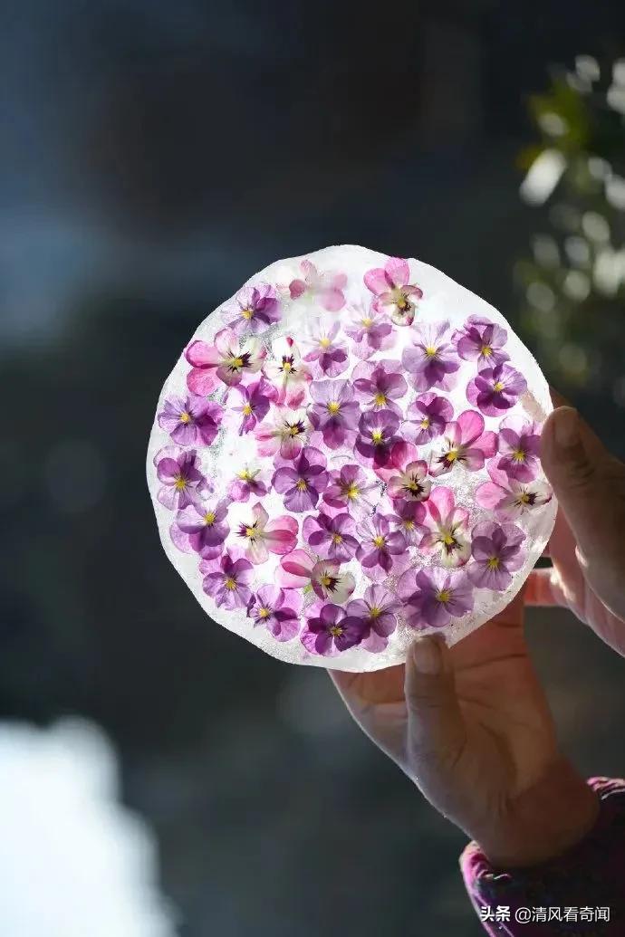 冻冰花美篇,冻冰花的美篇