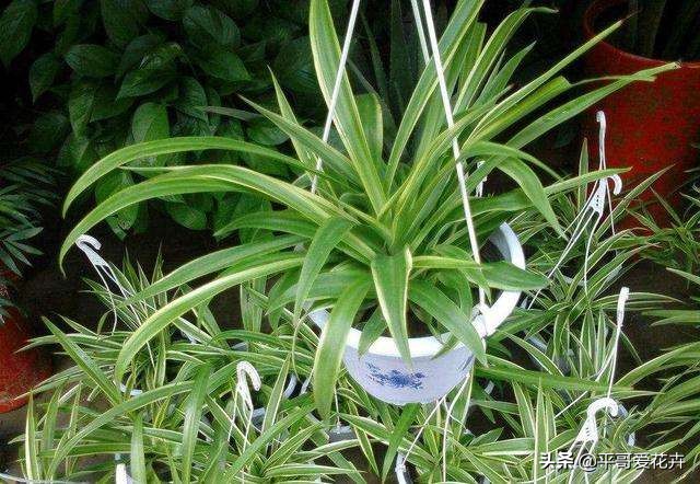 金边吊兰叶尖发黑怎么回事,油画吊兰叶尖发枯发黑是怎么回事