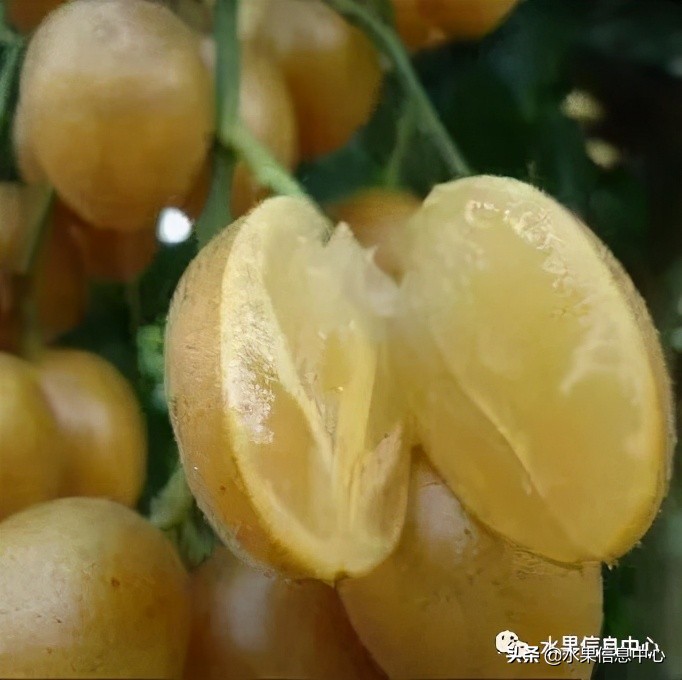 海南水果都有哪些品种图片及名称,海南水果上市时间表赶快收藏吧