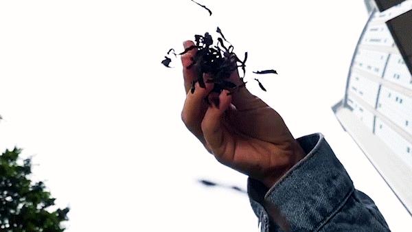 挞柠柠檬茶广东,佛山禅城手打柠檬茶