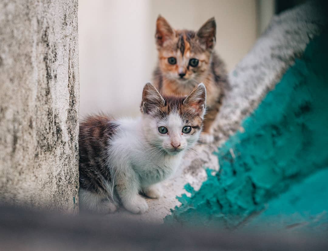 猫咪真菌感染和球菌感染怎么治疗,猫病症状大全书