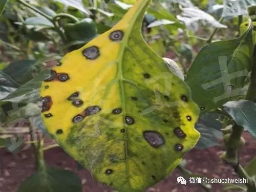 辣椒尾孢叶斑病,辣椒细菌性叶斑病防治药剂