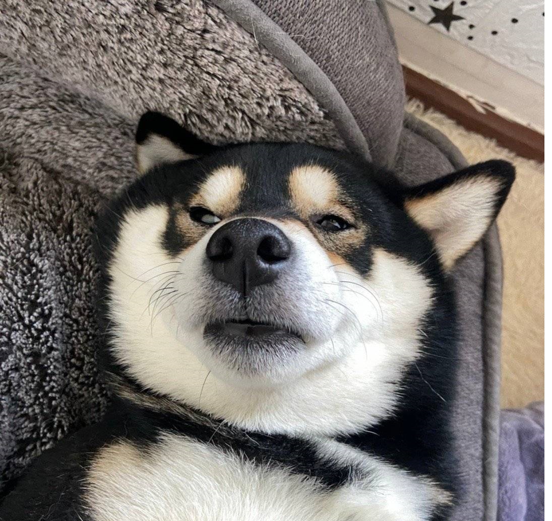 为啥柴犬在日本那么火,有必要去日本买柴犬吗