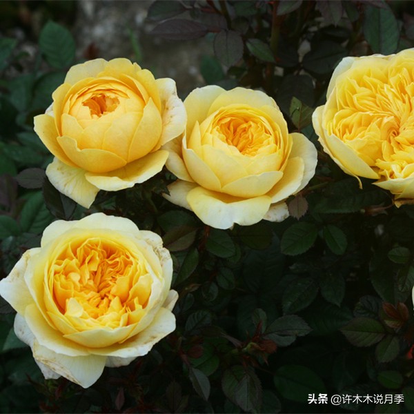 月季花苞突然垂头打蔫施肥过多,月季花苞突然垂头打蔫叶片发黄