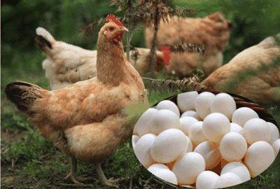 散养土鸡的利润与成本真实,散养土鸡下蛋利润多少