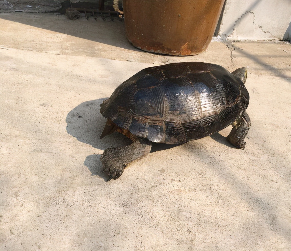 五喜代表什么,家中四喜是哪四喜