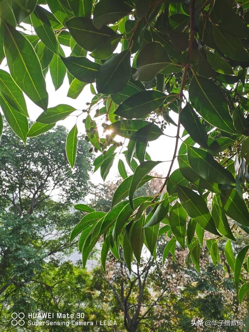 华为mate305g还值得入手,华为mate305g适合入手吗