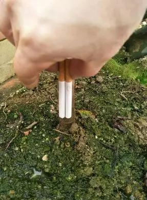 宿迁神苗淘宝,宿迁神苗真假对比