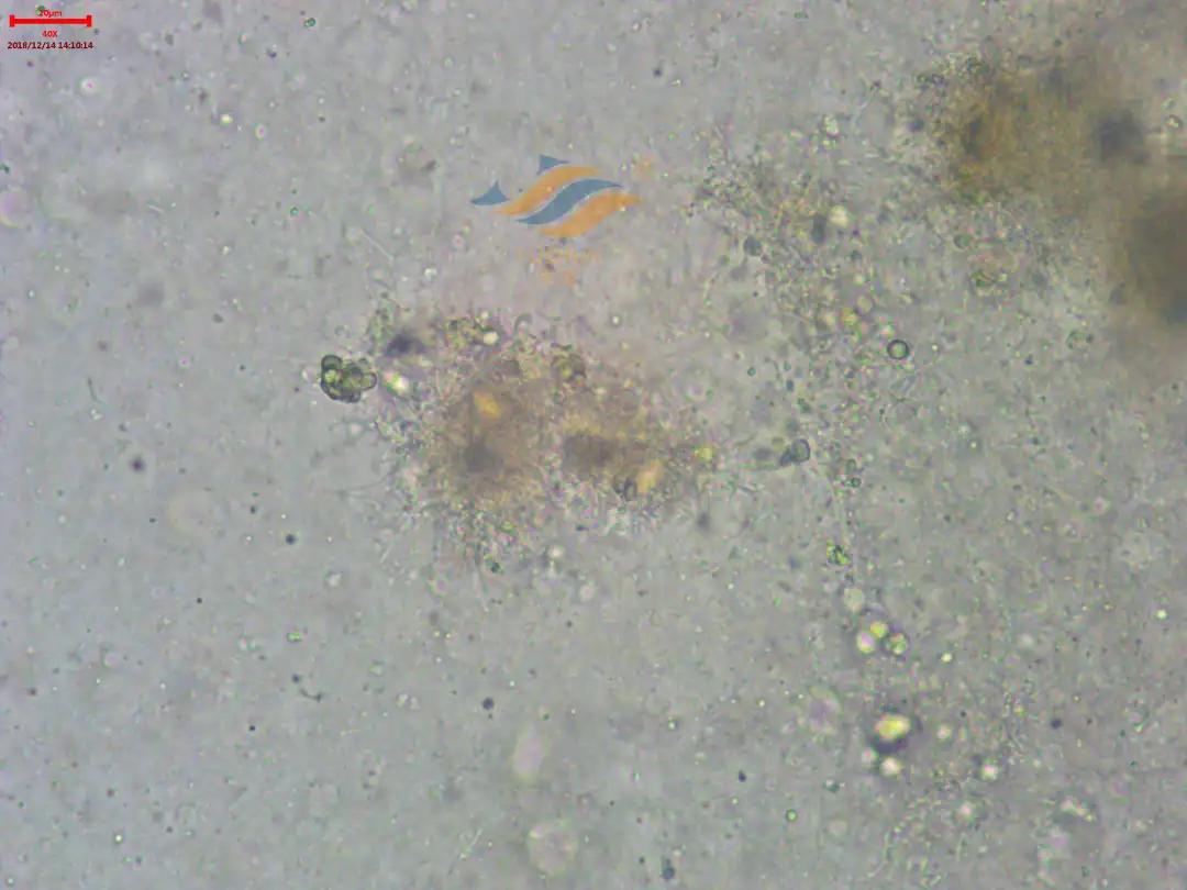 加州鲈常见病害及临床表现,加州鲈黑斑病