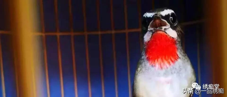 蓝点颏高手对新人的忠告,靛颏鸟新手教程