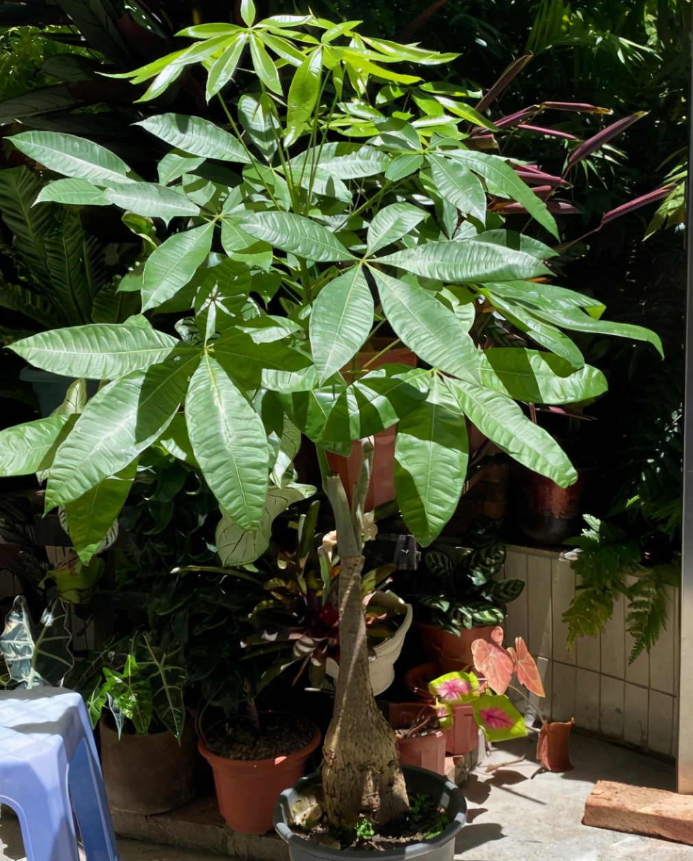 要想发财树长得旺应该怎么养,想让发财树长得快