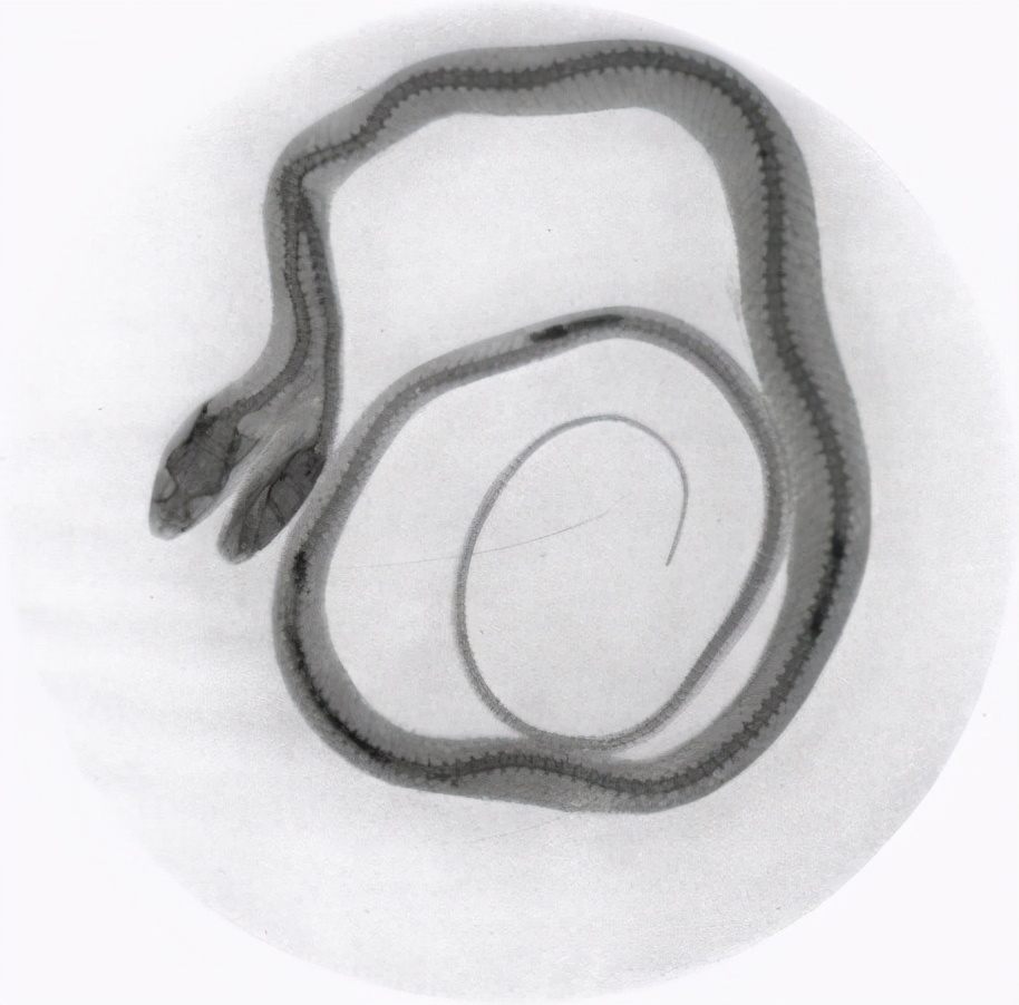 美国居民轻松捕获双头蛇，原因有些搞笑，两个头在争夺身体控制权