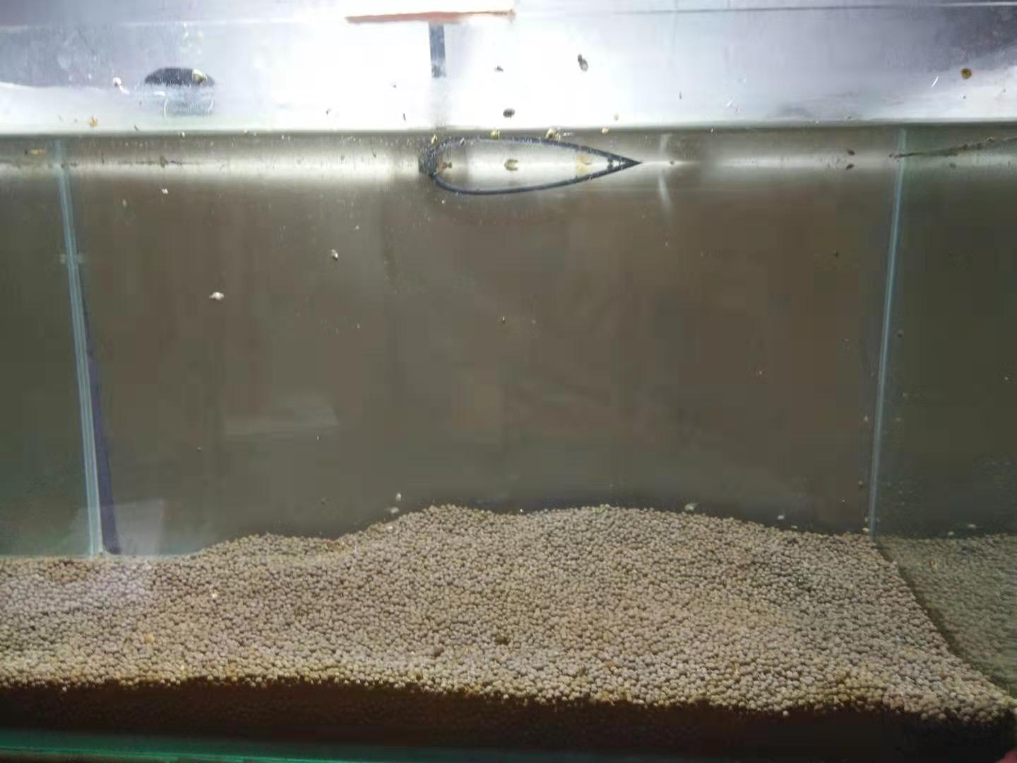 涓轰粈涔堥奔缂搁噷闈㈣帿鍚嶅叾濡欏鍑鸿灪,楸肩几閲岀獊鐒跺嚭鐜板緢澶氳灪鎬庝箞澶勭悊