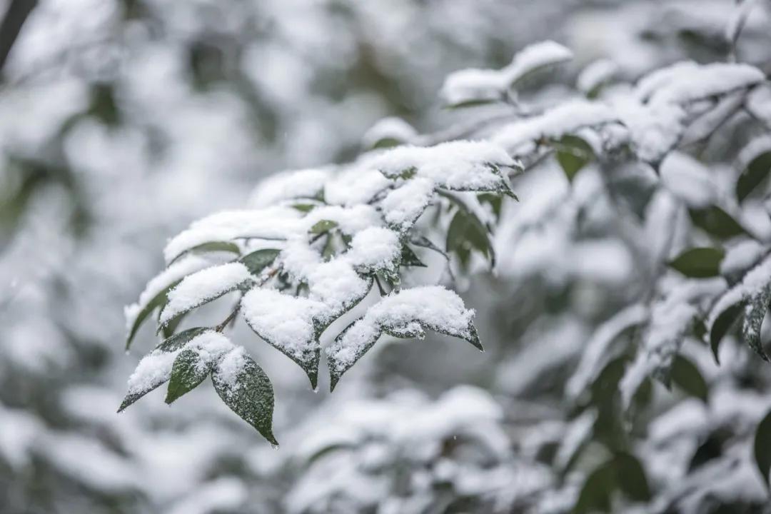 无雪不成冬,都江堰玩雪一日游