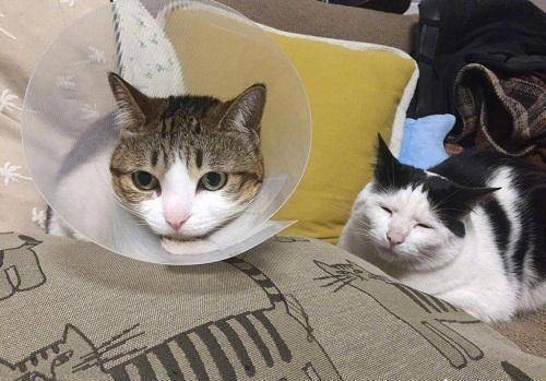 小猫应激吐白沫怎么办,小猫口吐白沫会死了吗