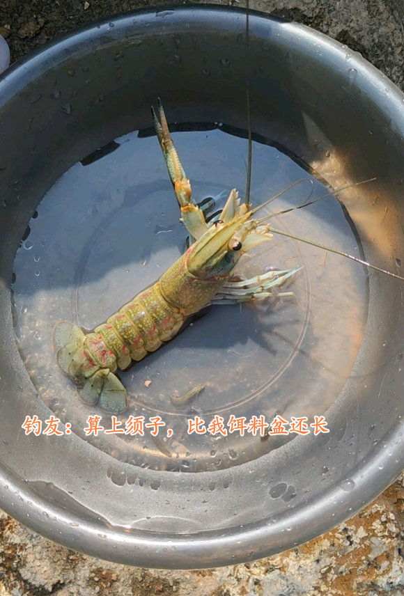 彩色大虾,广东水库彩色斑点小鱼