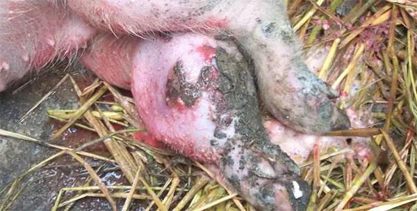 猪链球菌病关节肿用什么药,猪链球菌病关节肿大