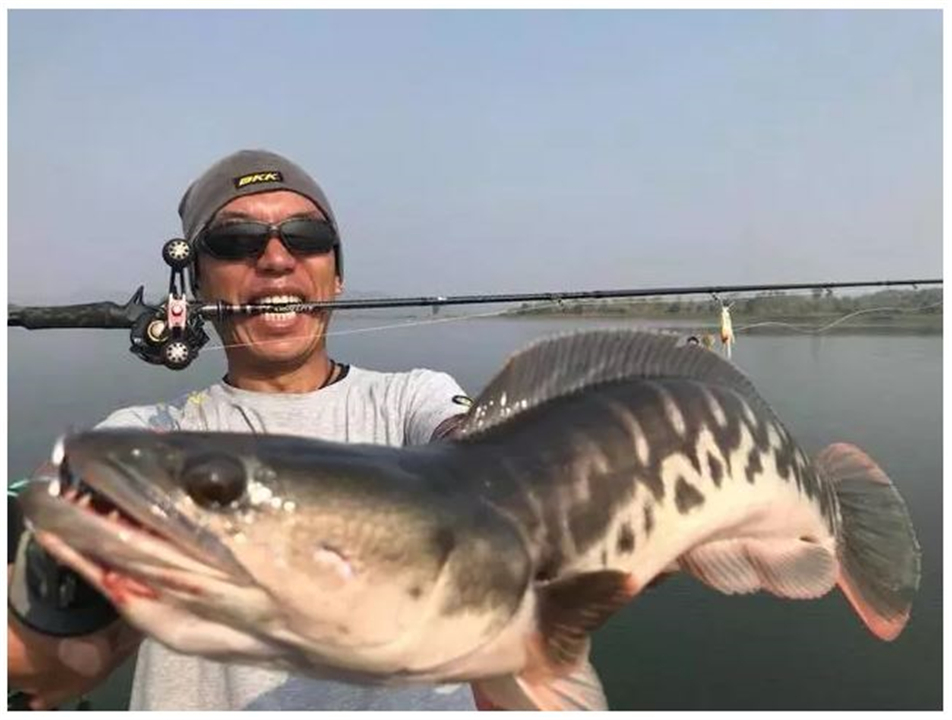 “蛇头鱼”在美国泛滥成灾，花费8亿美元治理，甚至不惜抽干湖水