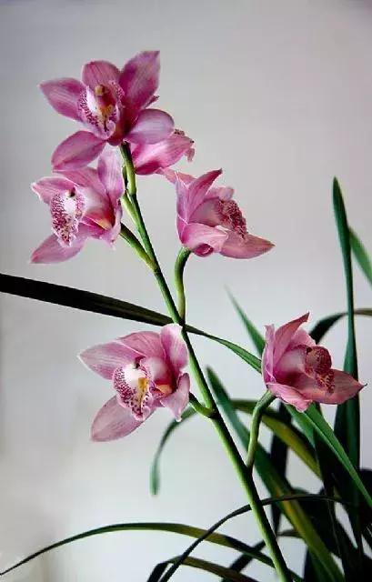 真正的中国十大名花,中国十大名花超漂亮