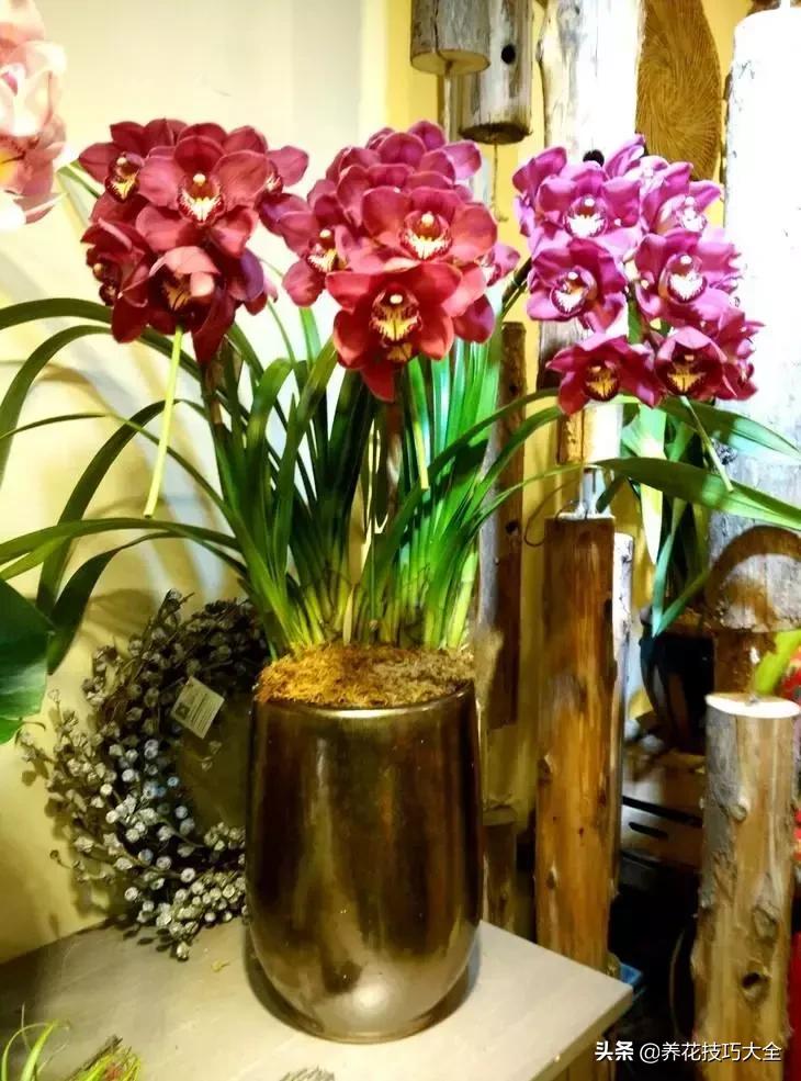 五行缺金养什么花,什么花风水命理最旺人养