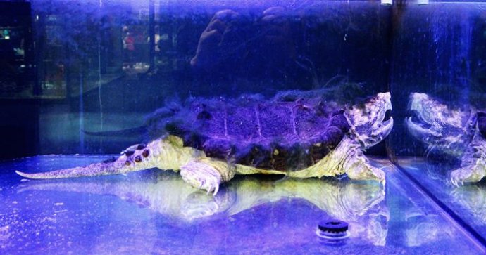 不同国家的凶猛鳄龟,真正的远古鳄龟