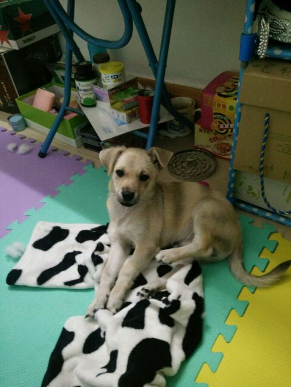 两个月大的土狗咬人,一个月的小土狗开始咬人了