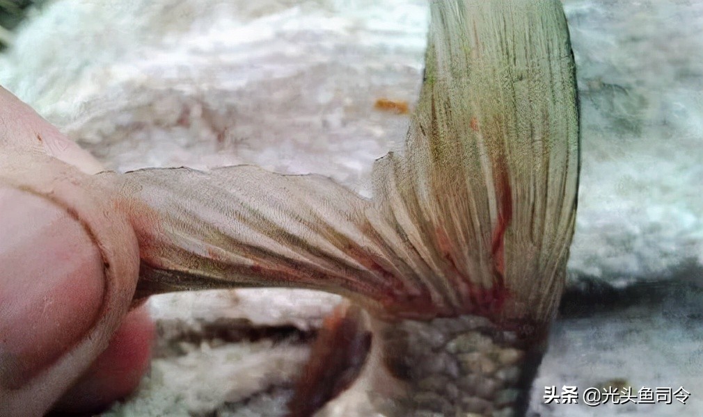 鱼类体内寄生虫图片大全,春季鱼类常见的寄生虫