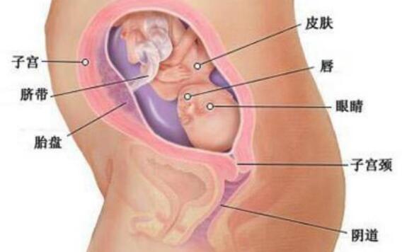 孕妇喝什么茶可以软化宫颈,怀孕的孕妇要喝什么养生汤