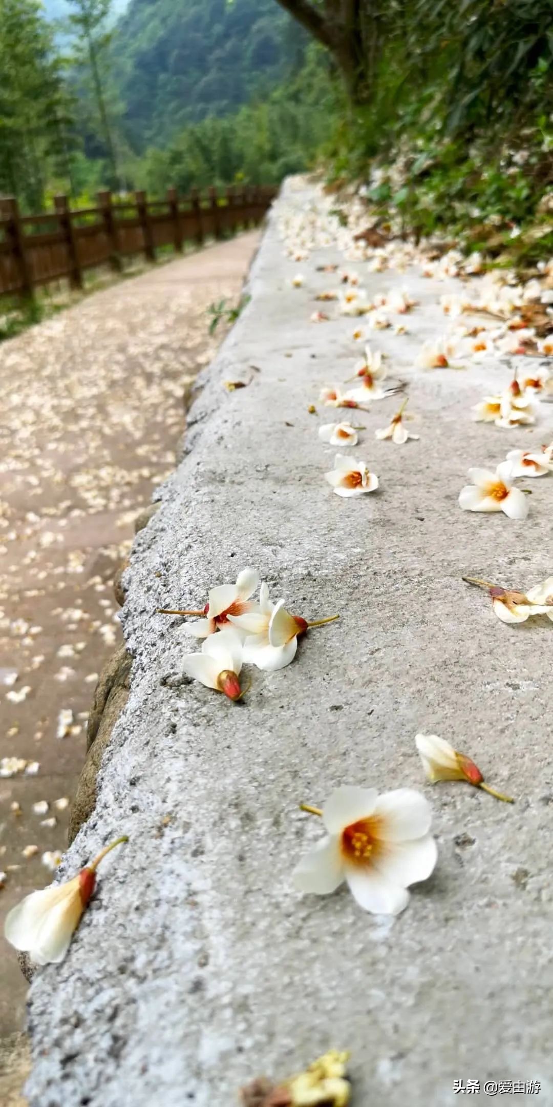 疫情后旅行新玩法,“州”游之衢州四天三夜