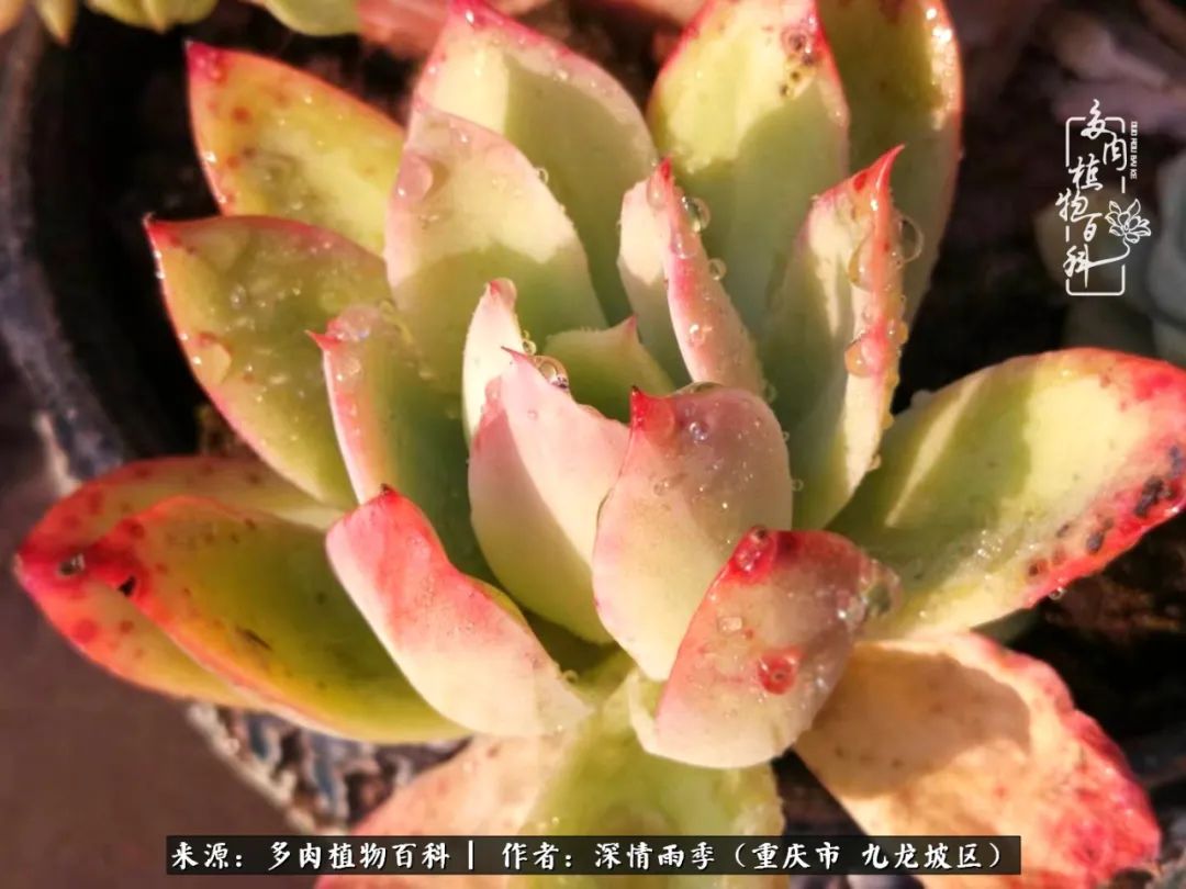 在重庆养多肉养的是一种信仰,重庆养多肉适合用什么土