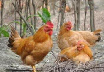 鸡滴虫病症状及治疗,鸡滴虫病的症状和治疗