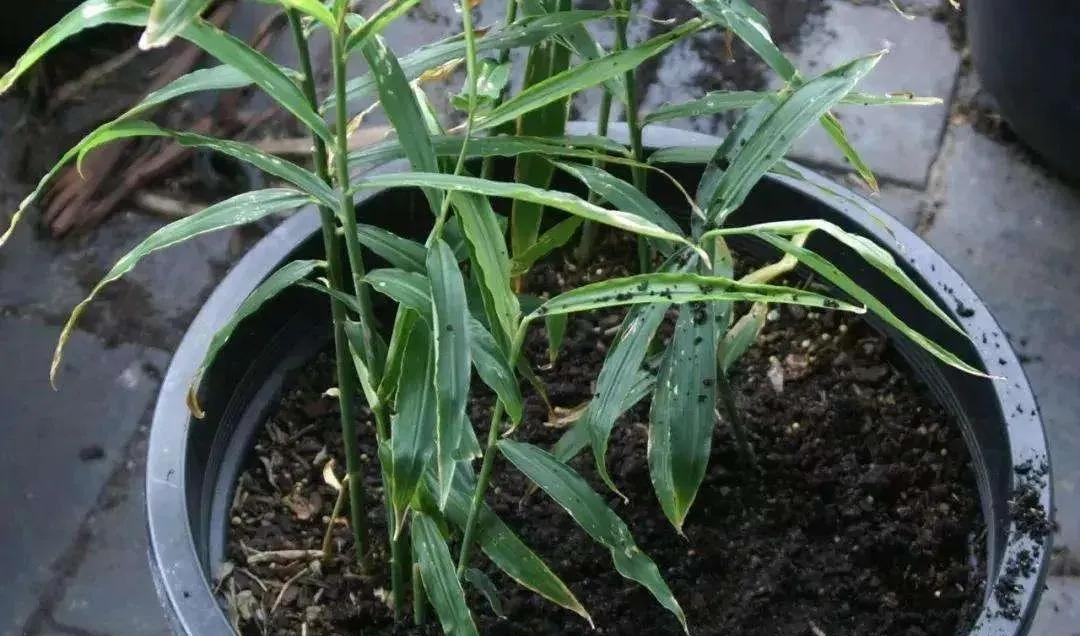 生姜放在瓶子里能长芽出来吗,生姜扔水里长成富贵盆景