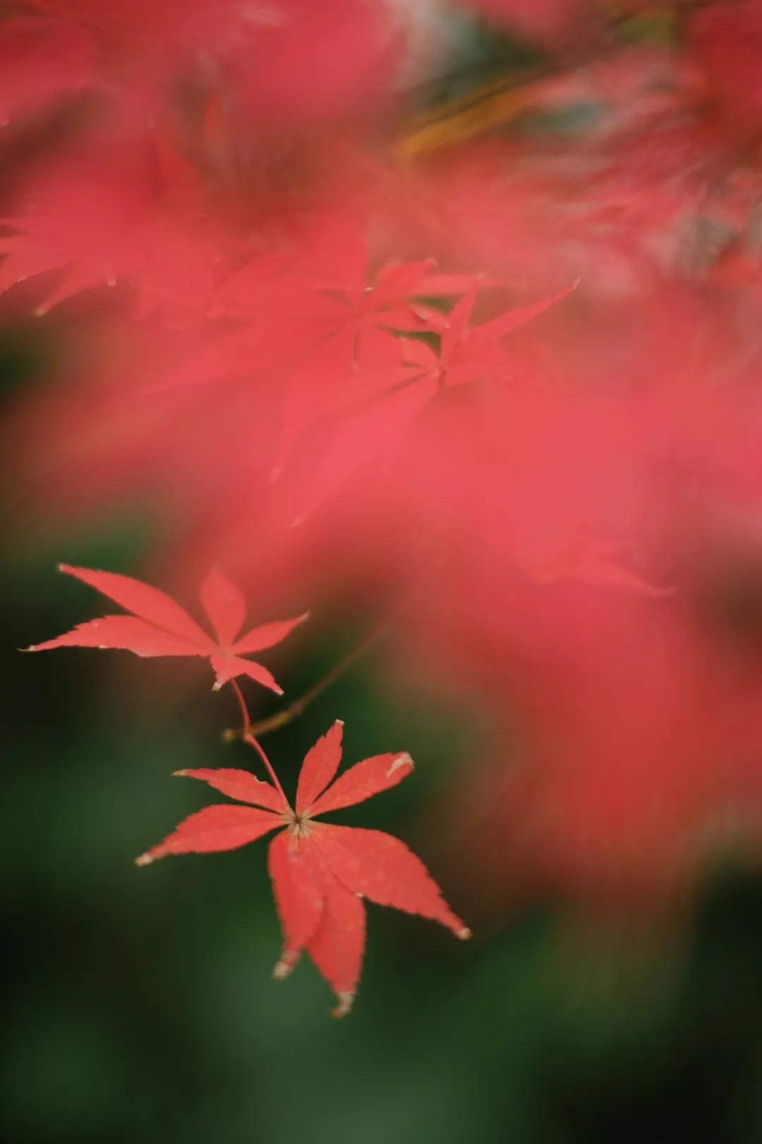 铭匠apsc0.95,铭匠50mmf1.2对比星曜