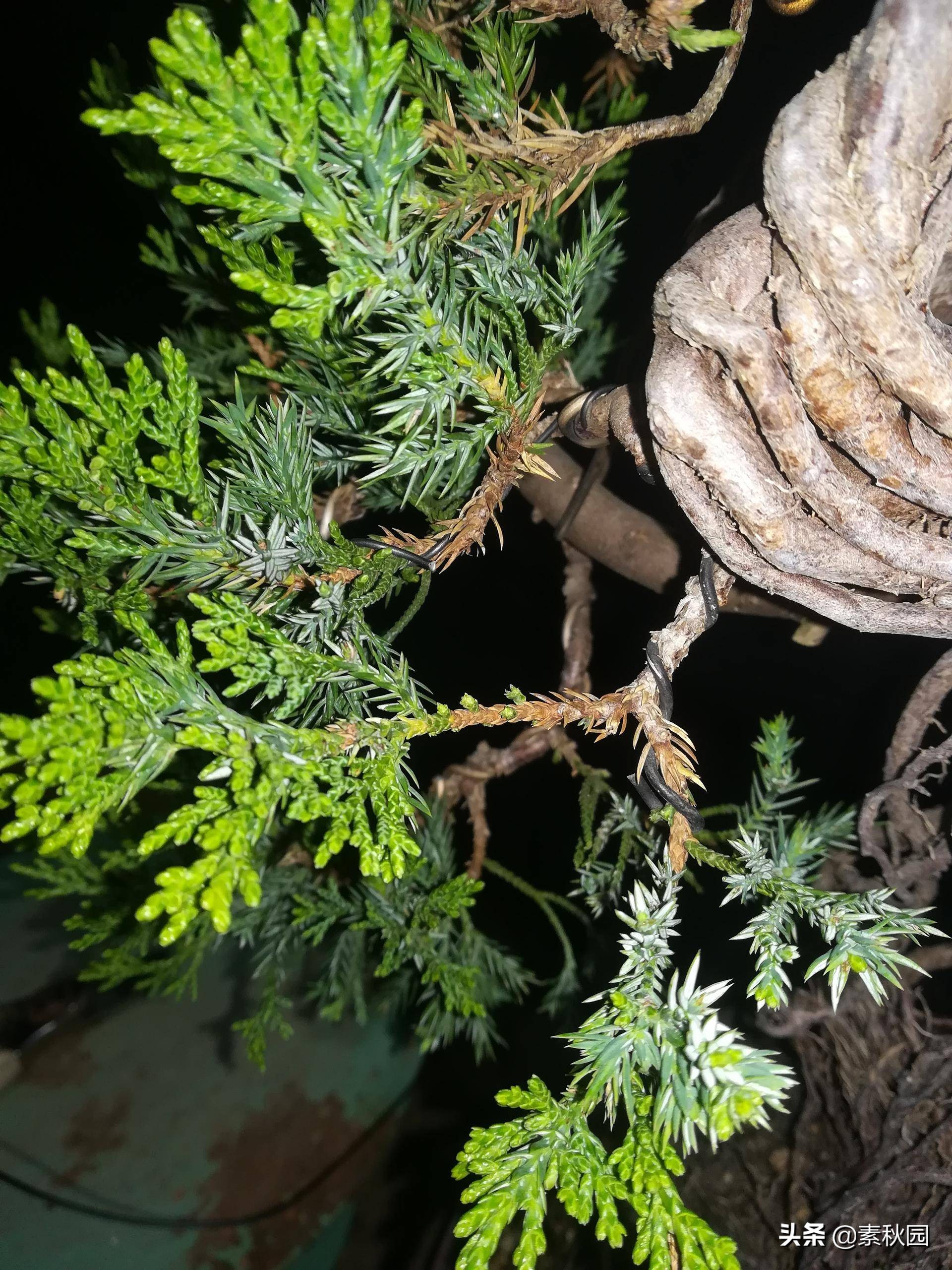 柏树盆景教学!从零开始,教你如何制作一棵漂亮的柏树盆景!