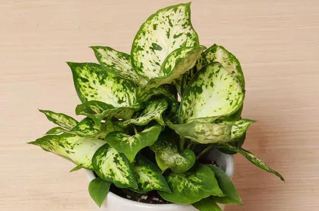 什么花吸甲醛油烟,能吸甲醛油烟的20种植物家家必养