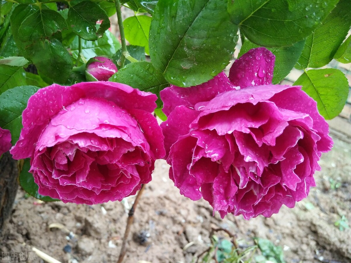 藤本月季玛格丽特王妃优缺点,藤本月季胭脂扣的优缺点