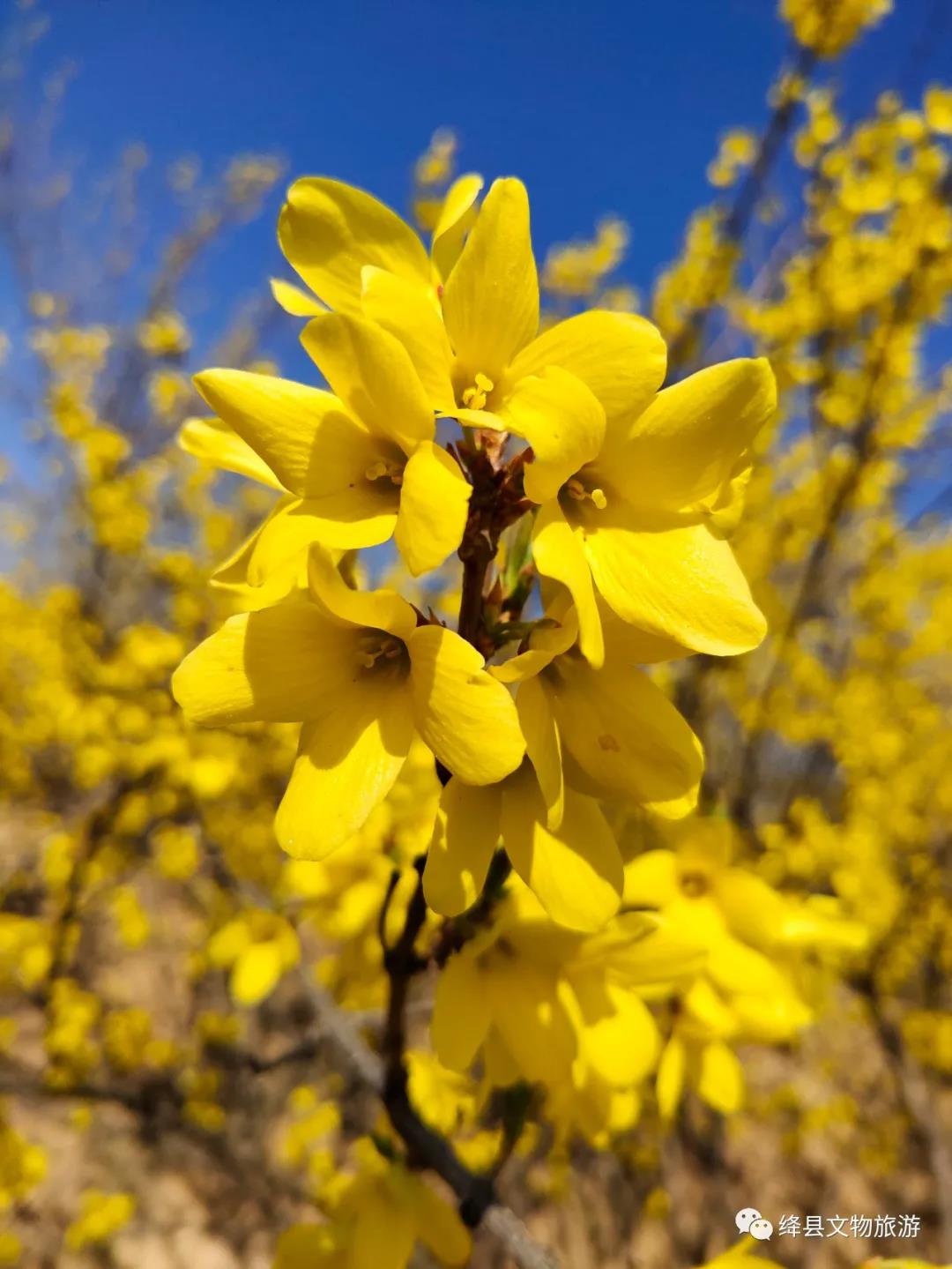 美丽乡村百花节,美丽乡村山花节