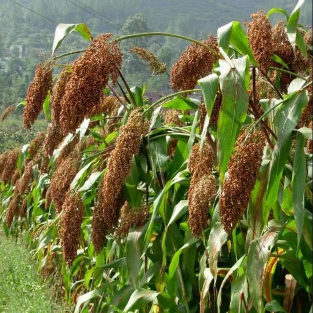 红了！红了！这些天的南充市嘉陵区龙蟠镇真的是“红遍天”了