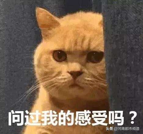 有人竟花1万给猫拉了双眼皮！网友炸锅：考虑过猫的感受吗？