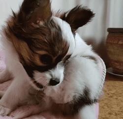 可爱可奶呆萌的小奶狗,可爱呆萌小奶狗