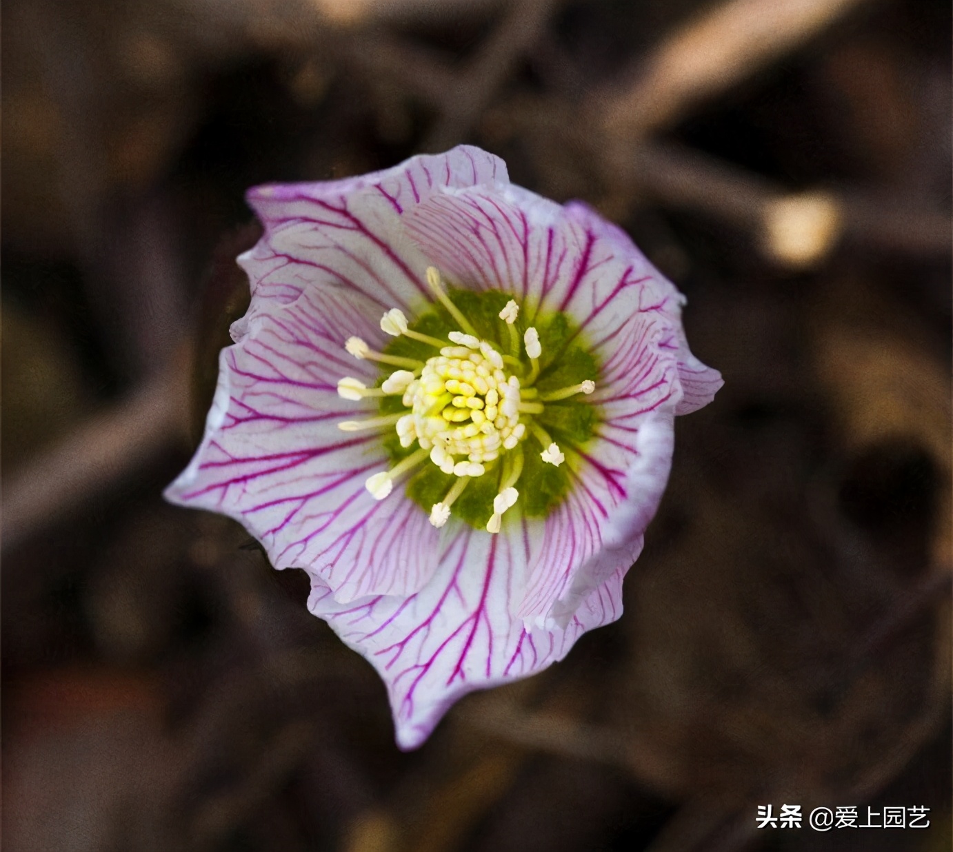 欧洲玫瑰冬季花朵,冬季开花的粉色玫瑰