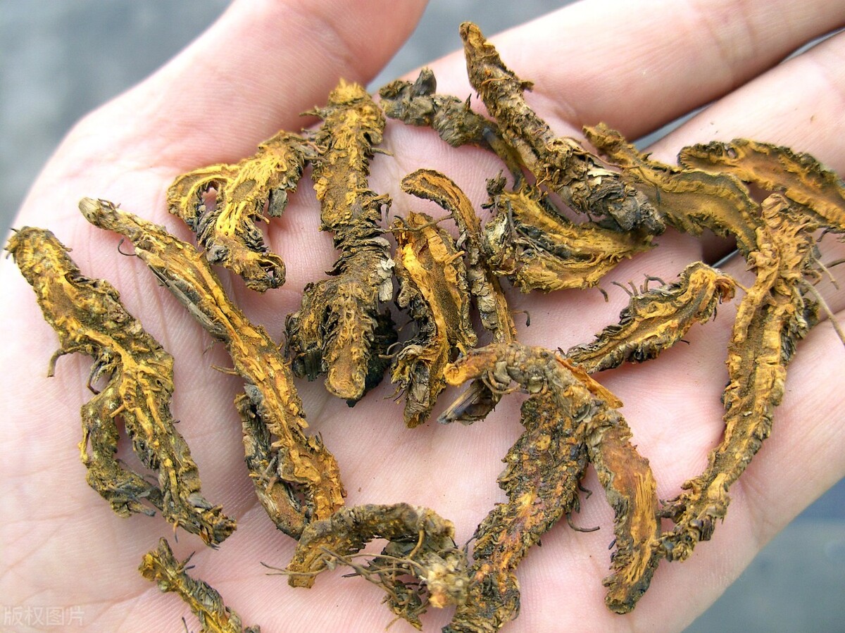 黄连治糖尿病的奇方配伍,糖尿病黄连可以降血糖吗