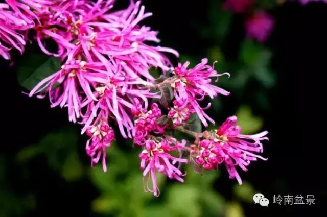 檵木小老桩盆景,檵木盆景图片大全